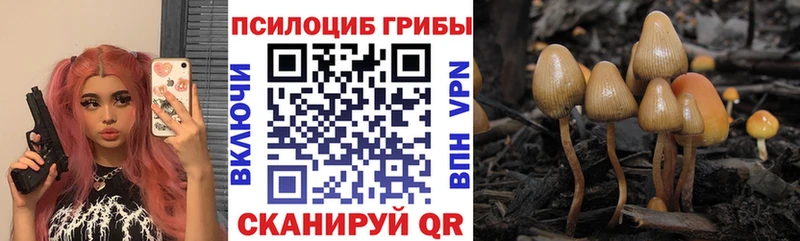 нарко площадка телеграм  Бердск  Псилоцибиновые грибы Cubensis  blacksprut вход 
